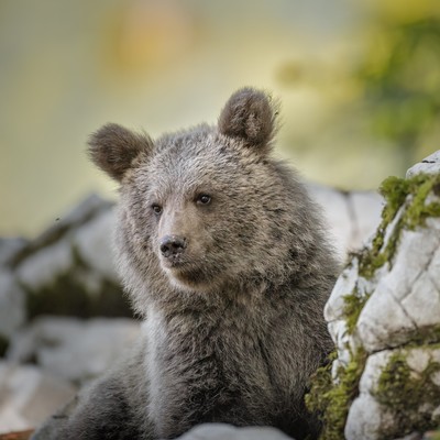 Loška dolina Bear and cub Watching 