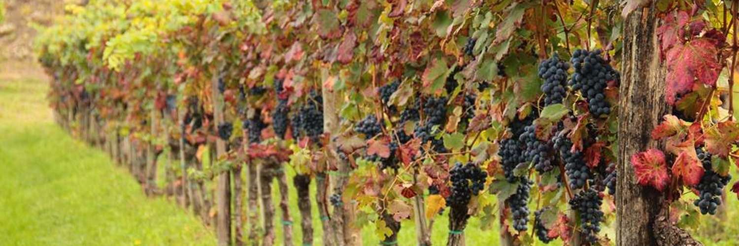Vinograd vinarstva Sveti Martin