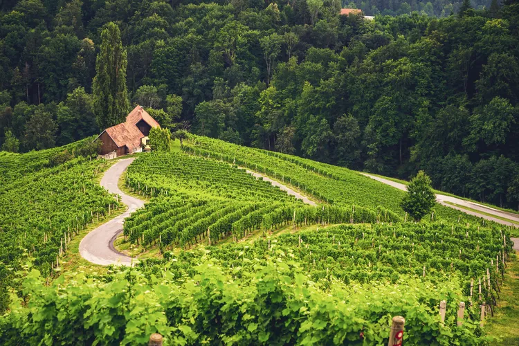 Weinprobe in Slowenien